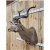 Image 3 : African Kudu Shoulder Mount Taxidermy