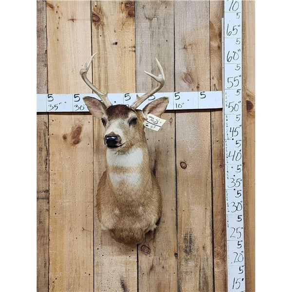Sitka Black Tail Deer Shoulder Mount Taxidermy