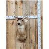 Image 1 : Sitka Black Tail Deer Shoulder Mount Taxidermy