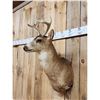 Image 2 : Sitka Black Tail Deer Shoulder Mount Taxidermy