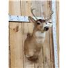 Image 3 : Sitka Black Tail Deer Shoulder Mount Taxidermy