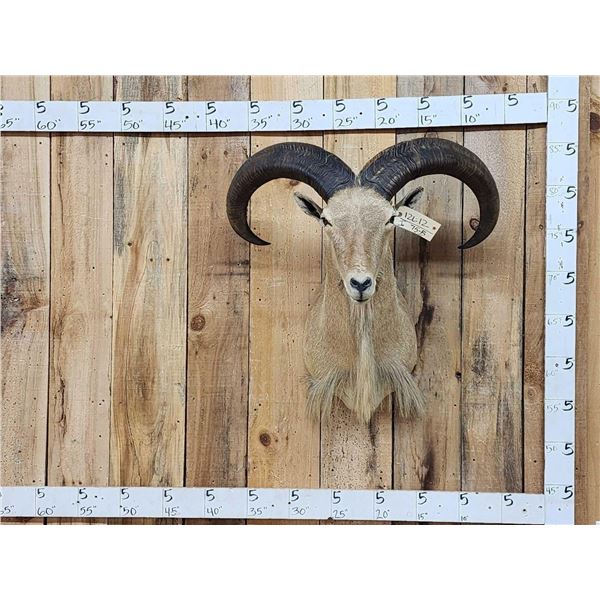 Aoudad Or Barbary Sheep Shoulder Mount Taxidermy