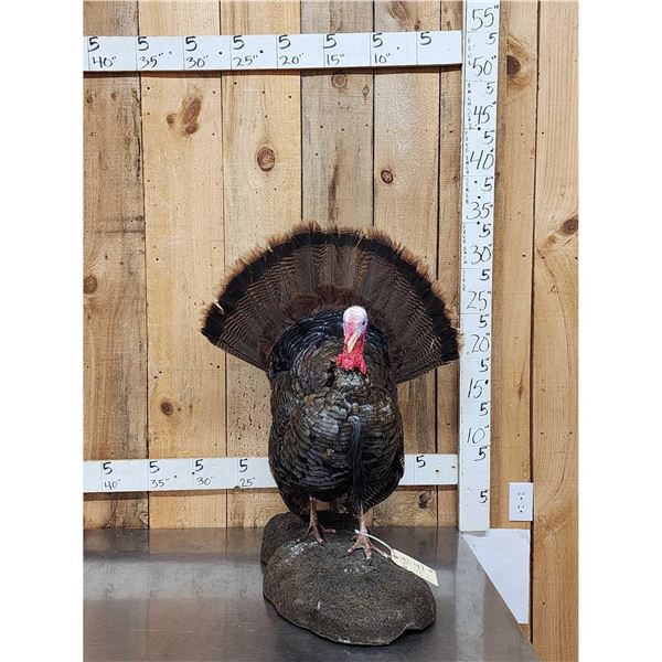 Strutting Turkey Full Body Bird Taxidermy