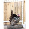 Image 2 : Strutting Turkey Full Body Bird Taxidermy