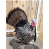 Image 3 : Strutting Turkey Full Body Bird Taxidermy
