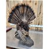 Image 5 : Strutting Turkey Full Body Bird Taxidermy