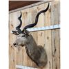 Image 2 : African Kudu Shoulder Mount Taxidermy