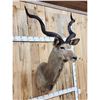 Image 3 : African Kudu Shoulder Mount Taxidermy