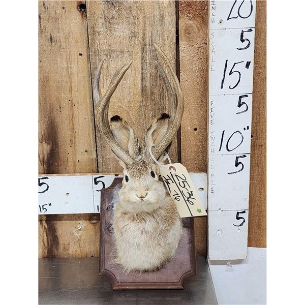 Jackalope Shoulder Mount Taxidermy