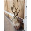 Image 2 : Jackalope Shoulder Mount Taxidermy