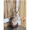 Image 3 : Jackalope Shoulder Mount Taxidermy
