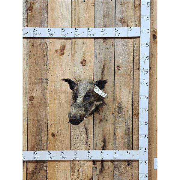 African Bush Pig Shoulder Mount Taxidermy