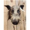 Image 2 : African Bush Pig Shoulder Mount Taxidermy
