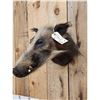 Image 3 : African Bush Pig Shoulder Mount Taxidermy