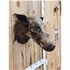 Image 4 : African Bush Pig Shoulder Mount Taxidermy