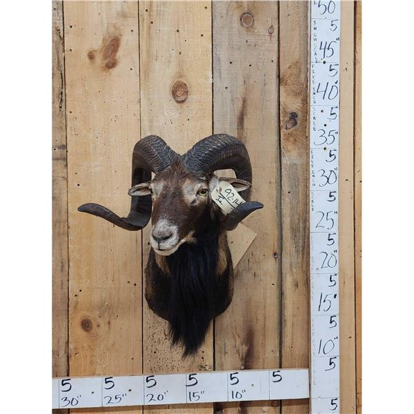Mouflon Ram Sheep Shoulder Mount Taxidermy