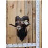 Image 1 : Mouflon Ram Sheep Shoulder Mount Taxidermy