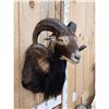 Image 2 : Mouflon Ram Sheep Shoulder Mount Taxidermy