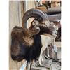 Image 3 : Mouflon Ram Sheep Shoulder Mount Taxidermy