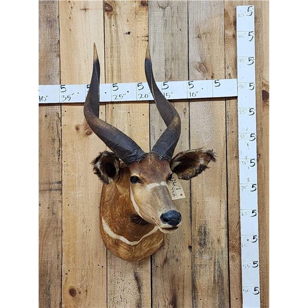 African Bongo Antelope Shoulder Mount Taxidermy
