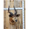 Image 1 : African Bongo Antelope Shoulder Mount Taxidermy