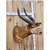 Image 2 : African Bongo Antelope Shoulder Mount Taxidermy