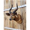 Image 3 : African Bongo Antelope Shoulder Mount Taxidermy