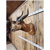 Image 4 : African Bongo Antelope Shoulder Mount Taxidermy