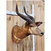 Image 5 : African Bongo Antelope Shoulder Mount Taxidermy