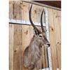 Image 2 : African Waterbuck Shoulder Mount Taxidermy