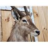 Image 3 : African Waterbuck Shoulder Mount Taxidermy