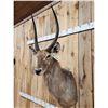 Image 4 : African Waterbuck Shoulder Mount Taxidermy