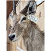 Image 5 : African Waterbuck Shoulder Mount Taxidermy