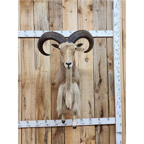 Aoudad Or Barbary Sheep Half Body Taxidermy Mount