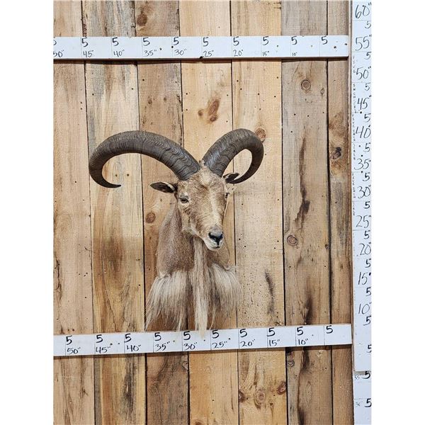 Aoudad Or Barbary Sheep Shoulder mount Taxidermy