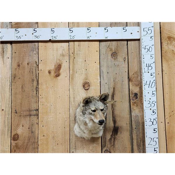 Coyote Shoulder Mount Taxidermy