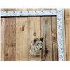 Image 1 : Coyote Shoulder Mount Taxidermy
