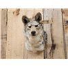 Image 2 : Coyote Shoulder Mount Taxidermy