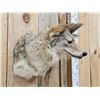 Image 3 : Coyote Shoulder Mount Taxidermy