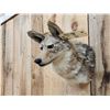 Image 4 : Coyote Shoulder Mount Taxidermy