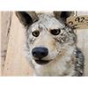 Image 5 : Coyote Shoulder Mount Taxidermy