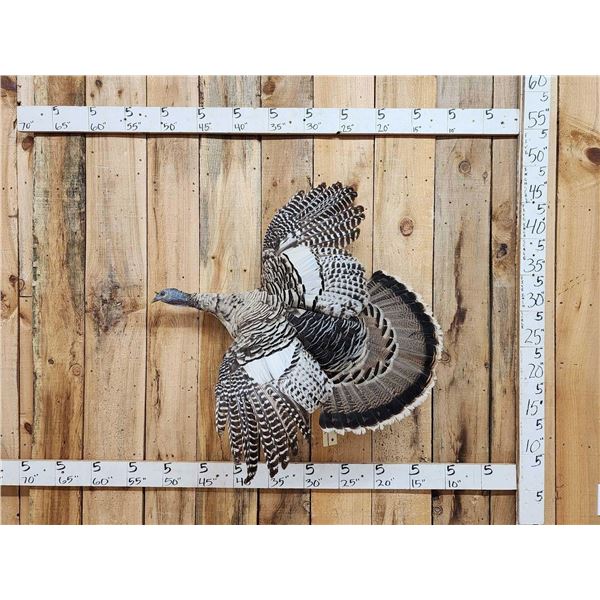Unusual Color Phase Hen Turkey In Flight Bird Taxidermy