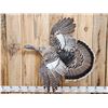 Image 2 : Unusual Color Phase Hen Turkey In Flight Bird Taxidermy