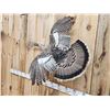 Image 3 : Unusual Color Phase Hen Turkey In Flight Bird Taxidermy