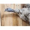 Image 5 : Unusual Color Phase Hen Turkey In Flight Bird Taxidermy