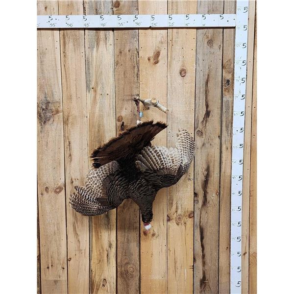 Turkey Harvest Mount Bird Taxidermy