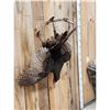 Image 2 : Turkey Harvest Mount Bird Taxidermy