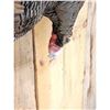 Image 5 : Turkey Harvest Mount Bird Taxidermy