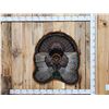 Image 1 : Turkey Rug Taxidermy