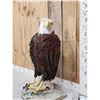 Image 3 : Reproduction Eagle Taxidermy